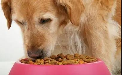 蒸汽發生器?在寵物飼料烘干方面有哪些作用所在